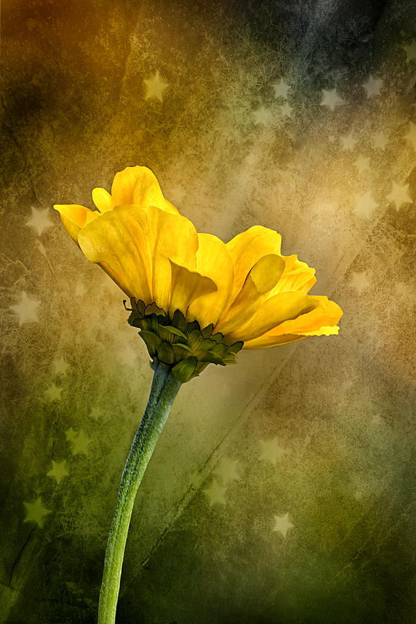 Yellow Flower with Shower of Stars Photograph by C VandenBerg