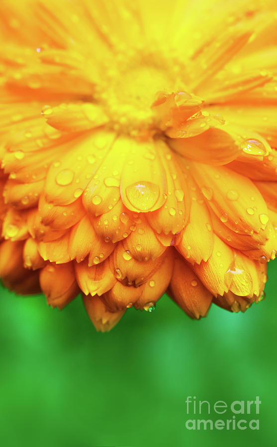 Yellow flower with wet petals close-up. Photograph by Michal Bednarek