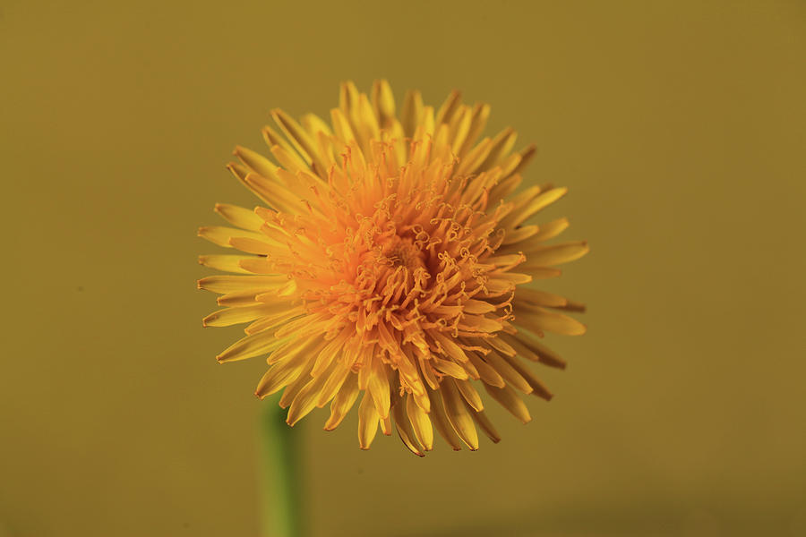 Yellow flower with yellow backgroung Photograph by Bujar Jashari - Fine ...