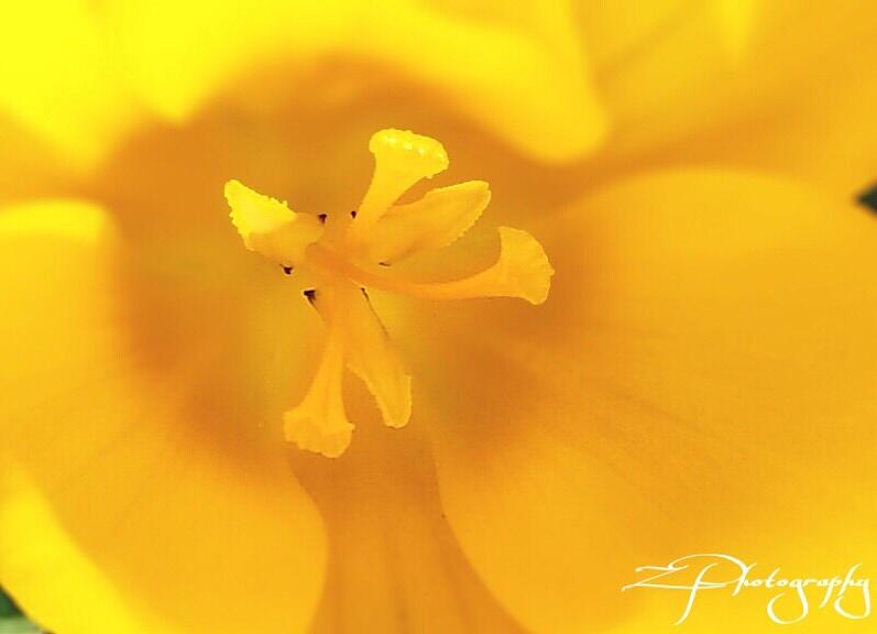 Nature Photograph - Yellow flower by Z Photography