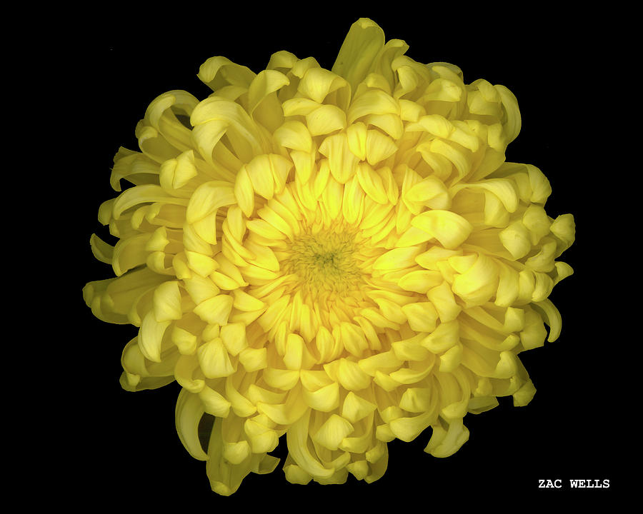 Yellow Flower Digital Art by Zachary Wells Fine Art America