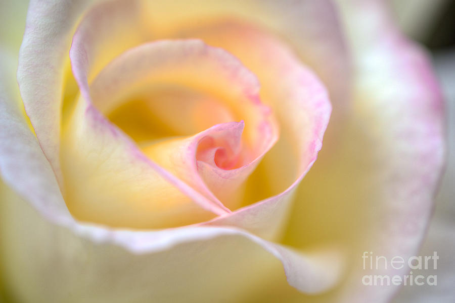 Yellow Flowering Rose Photograph by David Zanzinger