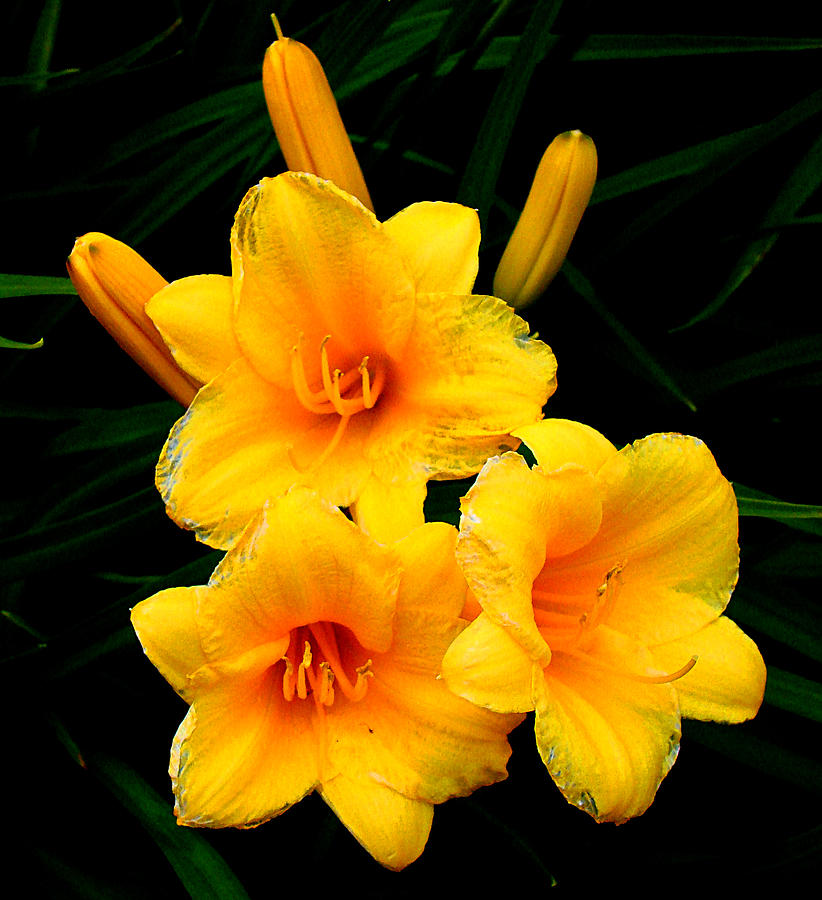 Yellow Flowers 1 Photograph by Todd Zabel