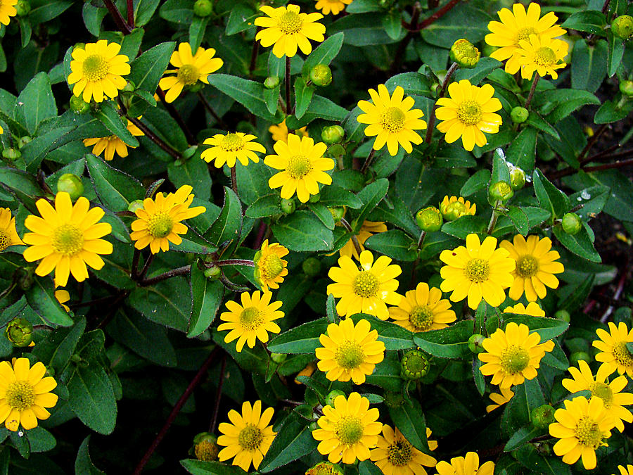 Yellow Flowers 2 Photograph by Todd Zabel