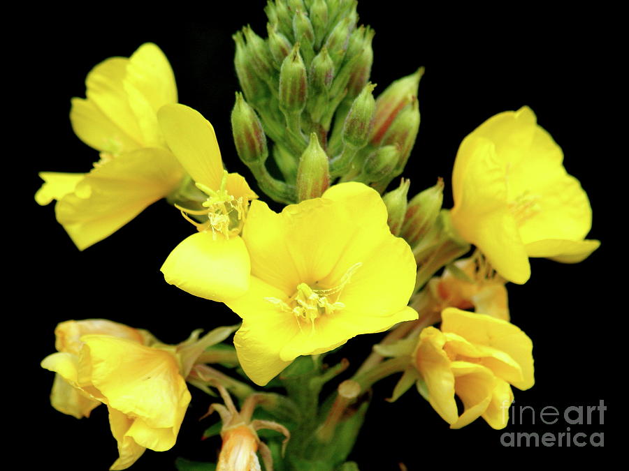 Flower Photograph - Yellow Flowers . 40D837 by Wingsdomain Art and Photography