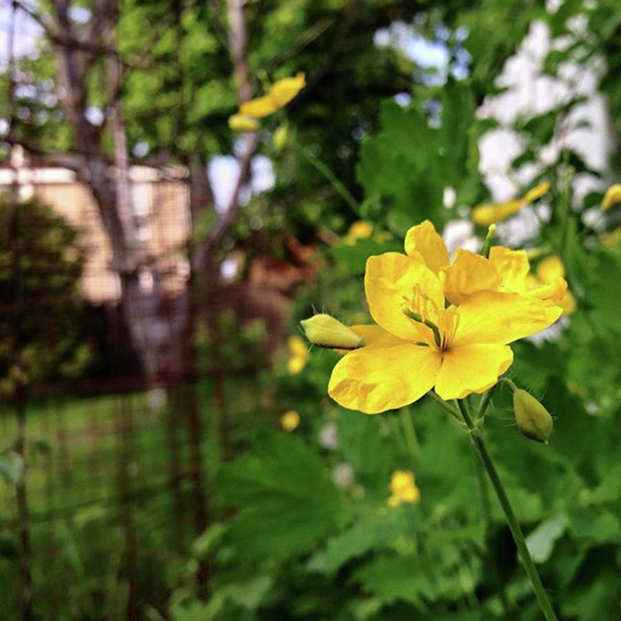 Yellow Flowers Photograph by Amanda Richter