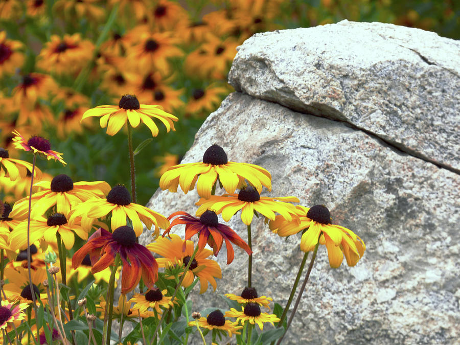 Yellow Flowers and Large Rock Photograph by Marcia Socolik