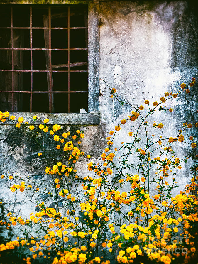 Architecture Photograph - Yellow Flowers And Window by Silvia Ganora