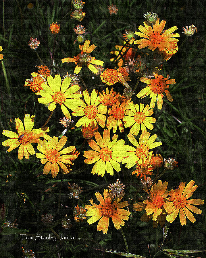 Yellow Flowers At Boyce Thompson Arboretum Digital Art by Tom Janca
