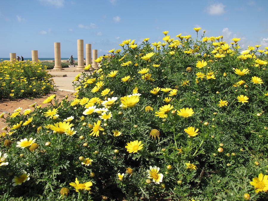 Yellow Flowers at Caesarea Photograph by Helaine Cummins