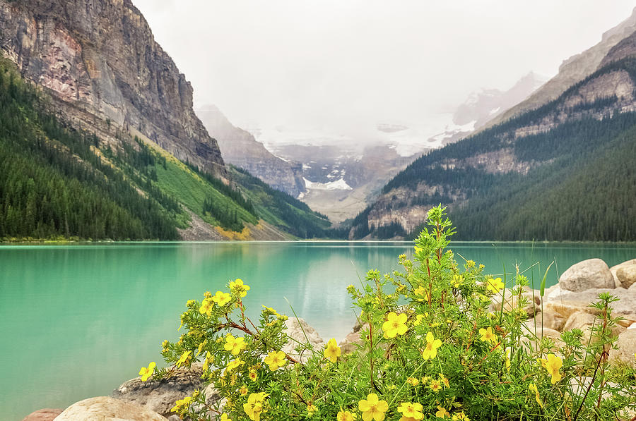 Yellow Flowers at Lake Louise Photograph by Daniela Constantinescu