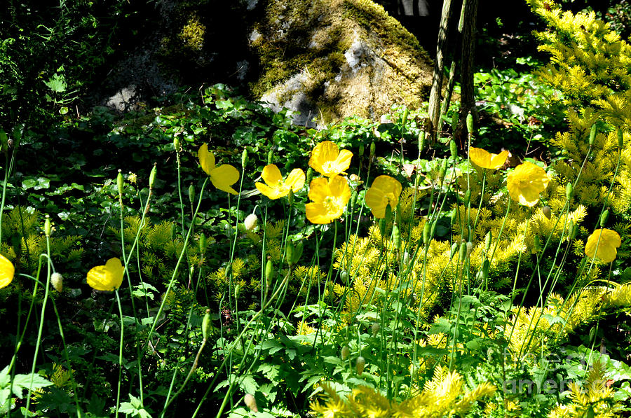 Yellow Flowers Bathing in the Sun Photograph by Tatyana Searcy