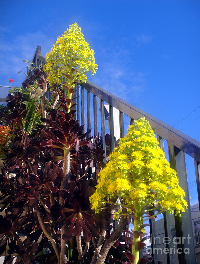 Yellow flowers. Black succulents Photograph by Sofia Goldberg - Pixels