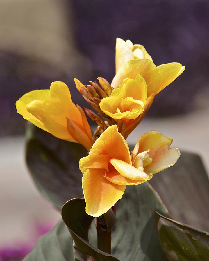 Yellow Flowers Photograph by Carol  Bradley