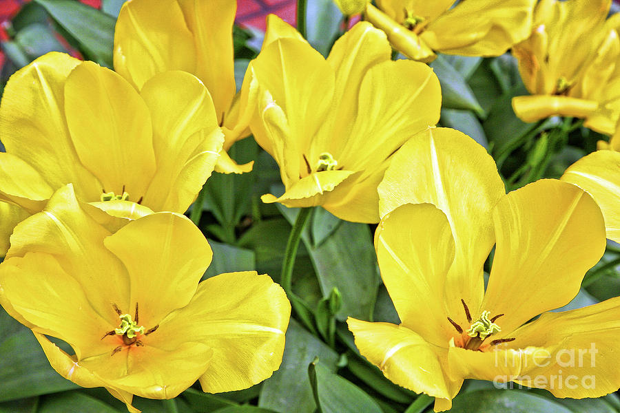 Yellow Flowers  Photograph by Chuck Kuhn