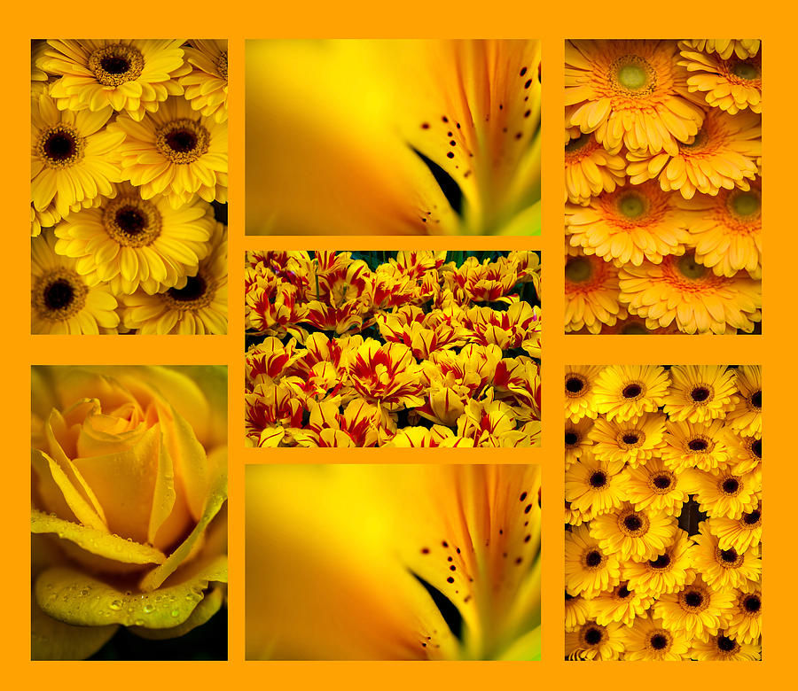 Yellow Flowers Collection. Polyptych Photograph by Jenny Rainbow