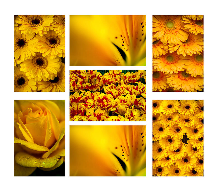Yellow Flowers Collection. White. Polyptych Photograph