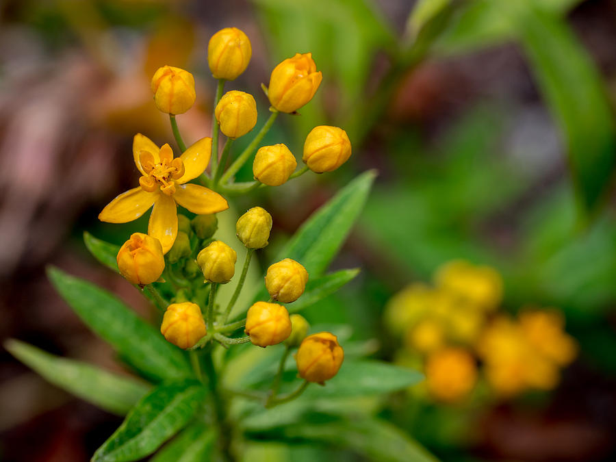 Yellow Flowers Photograph by Derek Dean