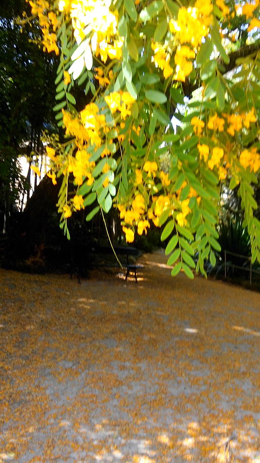 Nature Photograph - Yellow flowers hanging on the tree by Anamarija Marinovic