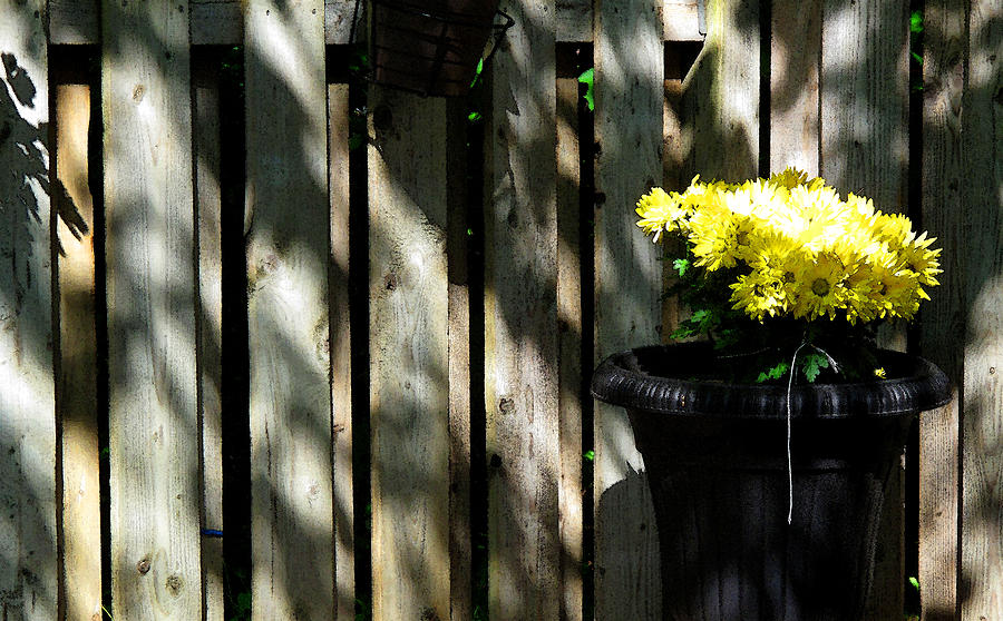 Yellow Flowers In a Black Flower Pot 2WC2 Photograph by Lyle Crump