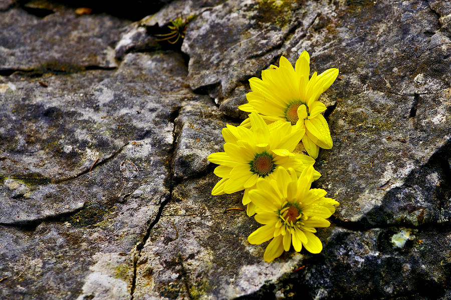 Yellow flowers Photograph by Ivan Slosar