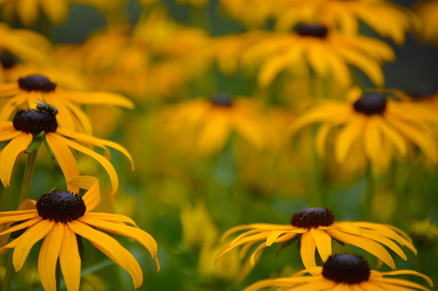 Nature Photograph - Yellow Flowers by Jimi Bush
