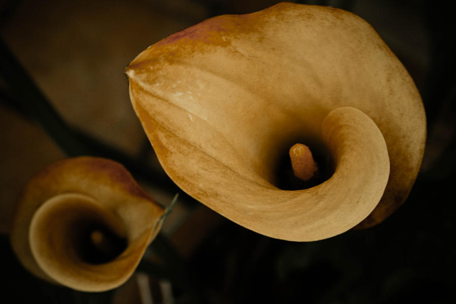 Flowers Photograph - Yellow Flowers by Marta Grabska Flowers Photograph - Yellow Flowers by Marta Grabska