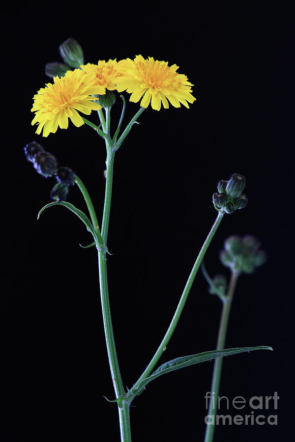 Yellow Flowers Photograph by Masako Metz
