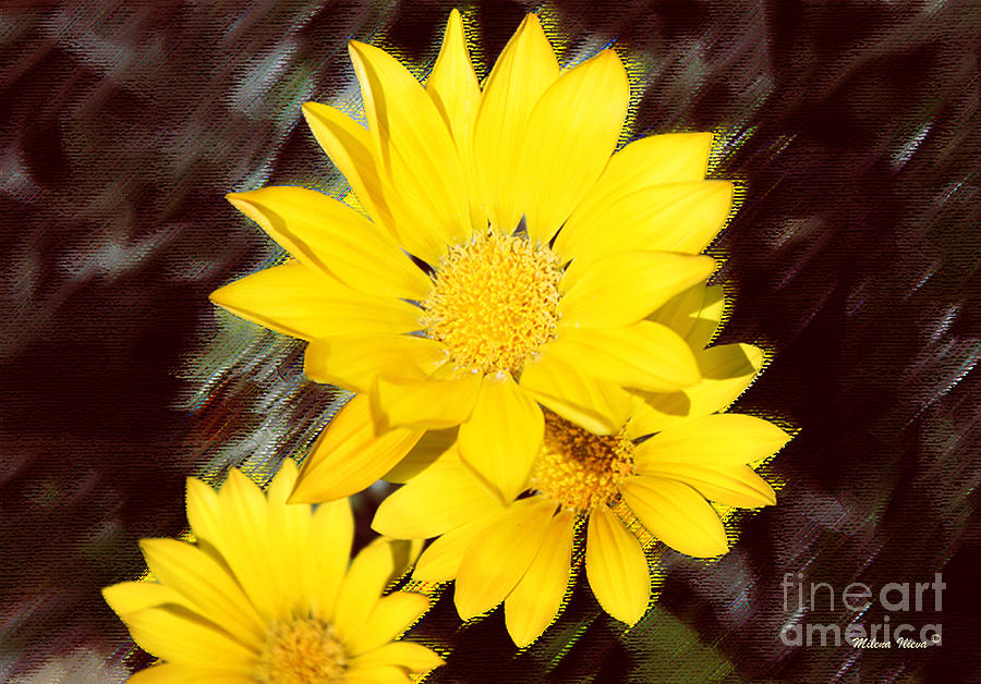 Yellow Flowers Photograph by Milena Ilieva