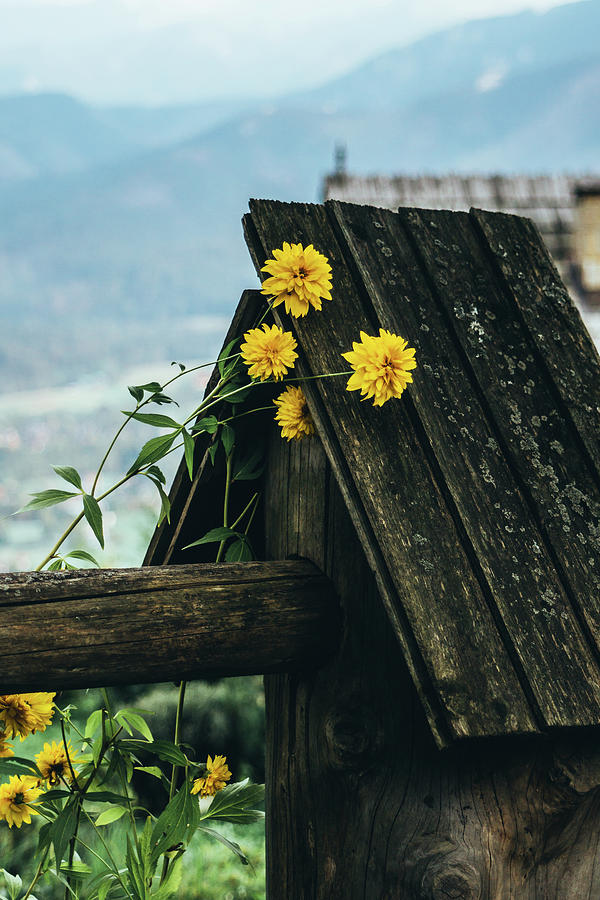 Summer Photograph - Yellow Flowers On Wooden Fence by Pati Photography