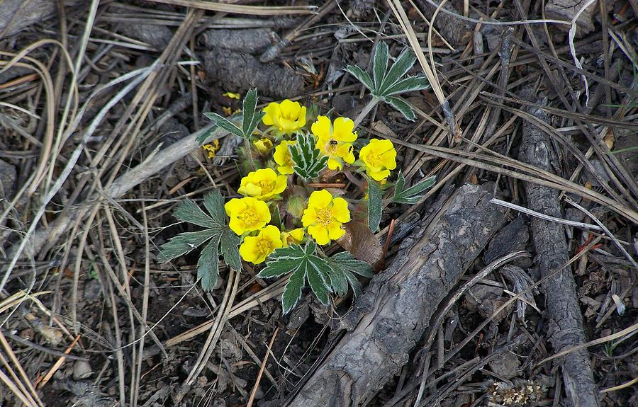 Yellow flowers Photograph by Pamela Walrath