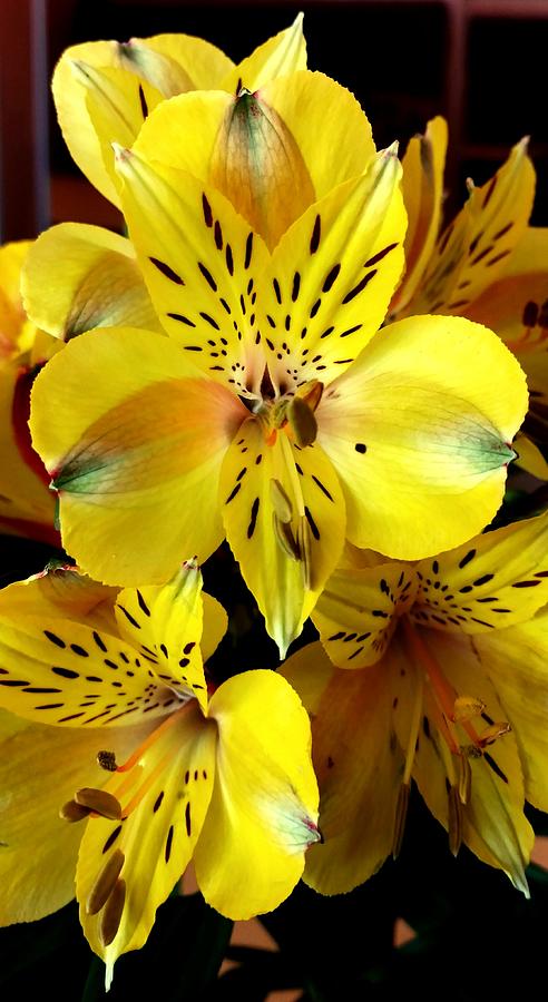 Yellow Flowers Photograph by Pat Turner - Fine Art America