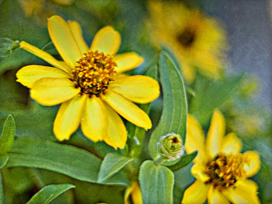 Yellow Flowers PhotoArt_1a Photograph by Walter Herrit