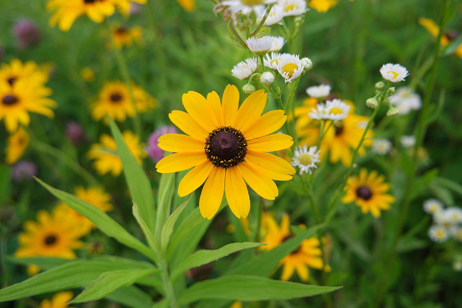 Flower Photograph - Yellow Flowers by Yazid Ismail Flower Photograph - Yellow Flowers by Yazid Ismail