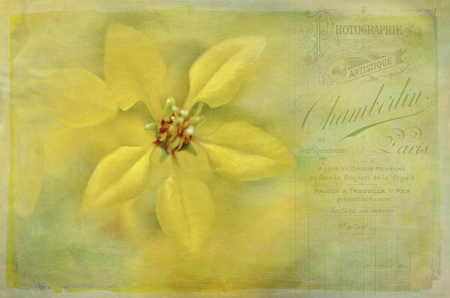 Yellow Flowers Vintage Style Photograph by Maria Angelica Maira