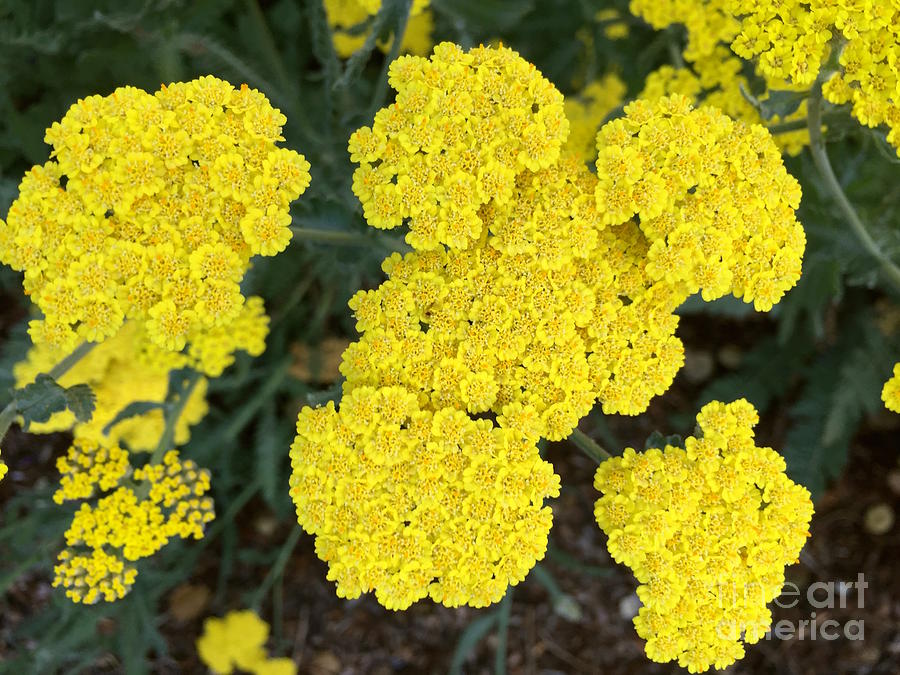 Yellow flowers Photograph by Wonju Hulse