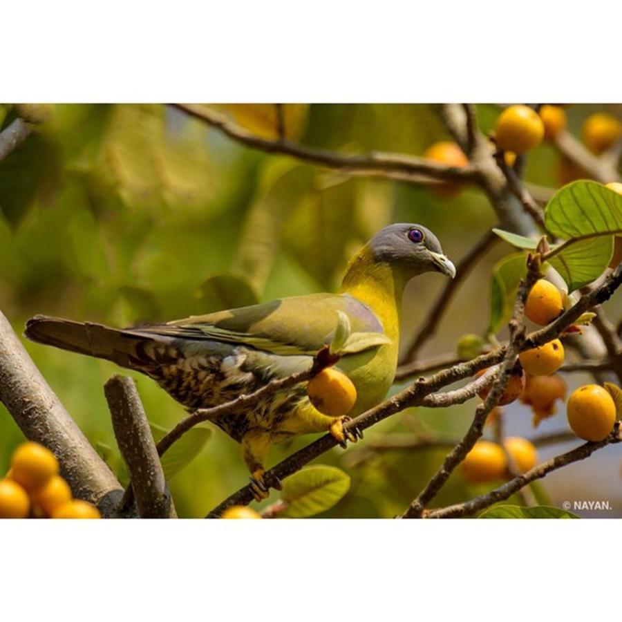 Pigeon Photograph - Yellow-footed Green Pigeon

another by Nayan Hazra