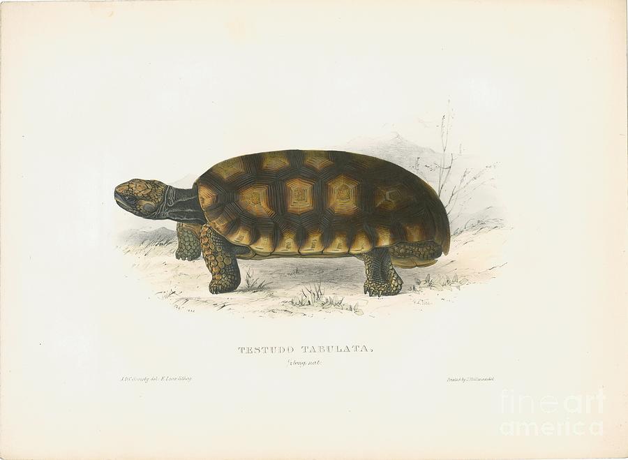 Yellow-footed tortoise Painting by Celestial Images