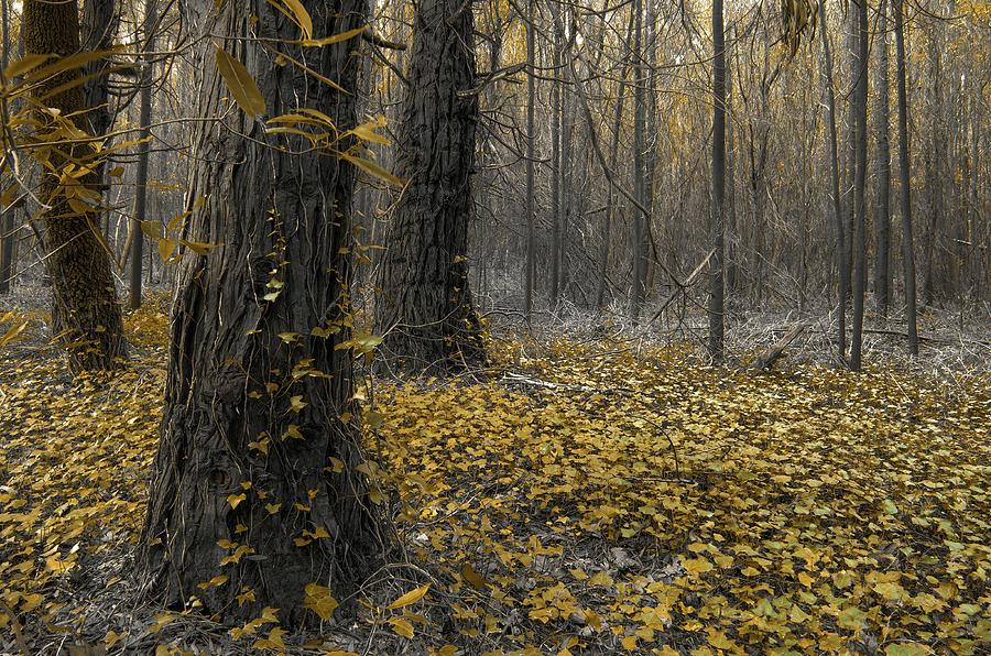 Yellow Forest Photograph by Carlos Caetano