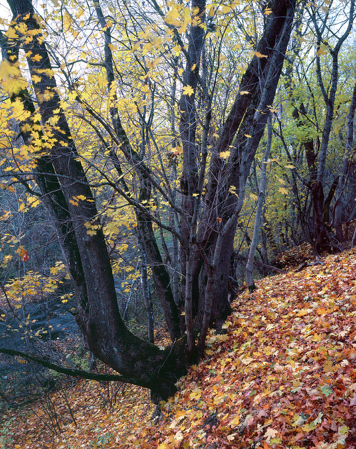 Fall Photograph - Yellow Forest Floor by Romeo Koitmae