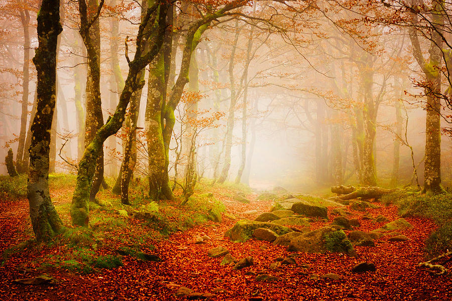 Yellow Forest Mist Photograph by Philippe Sainte-Laudy