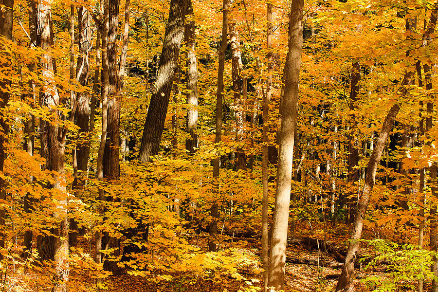 Yellow Forest on a Sunny Day Photograph by Joni Eskridge