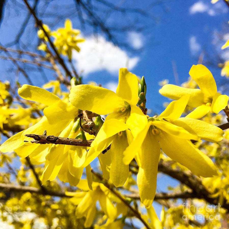 Yellow Forsythia  Photograph by CAC Graphics