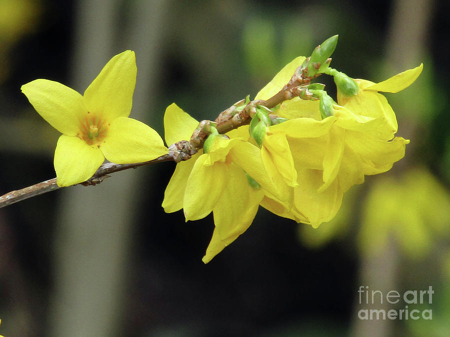 Yellow Forsythia Photograph by Kim Tran