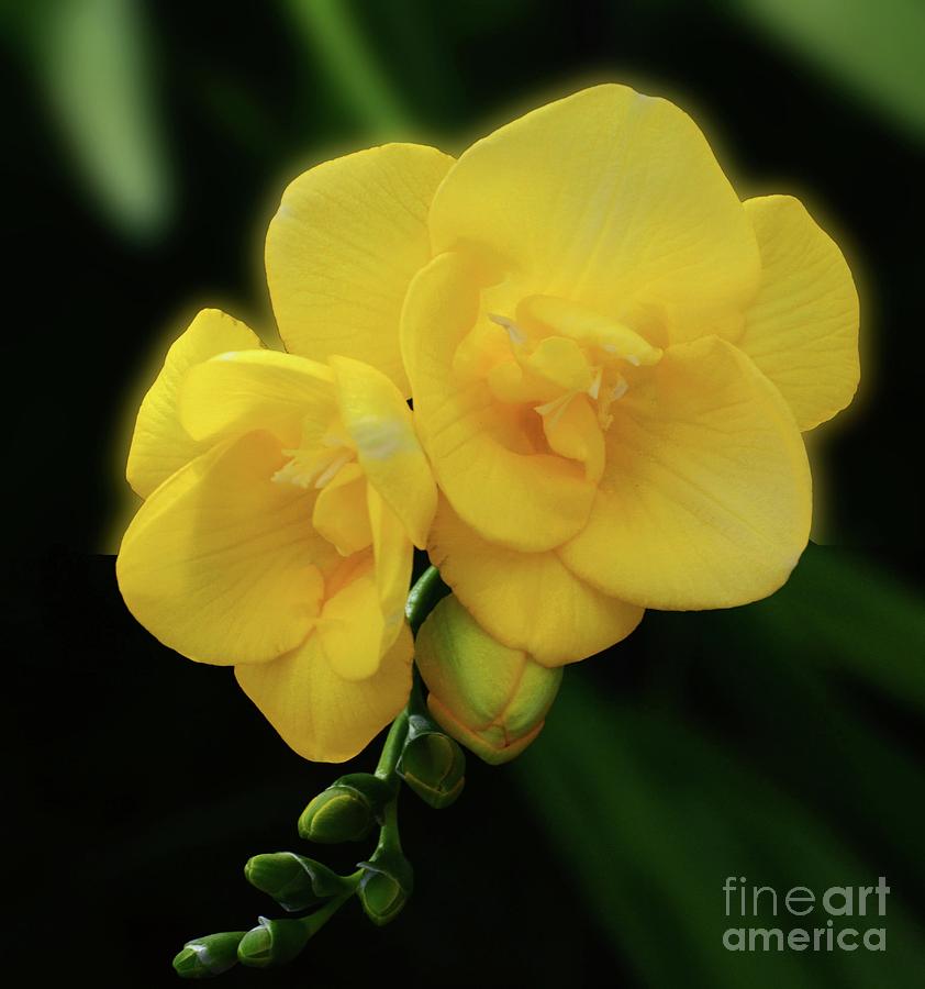 Yellow Freesia Photograph by Cindy Manero