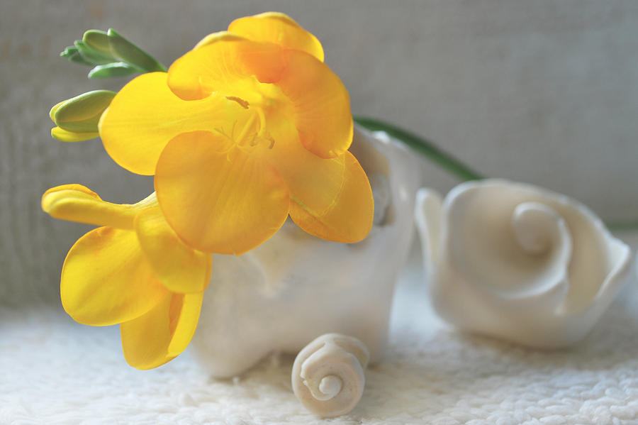 Yellow Freesia with Shells Photograph by Terence Davis