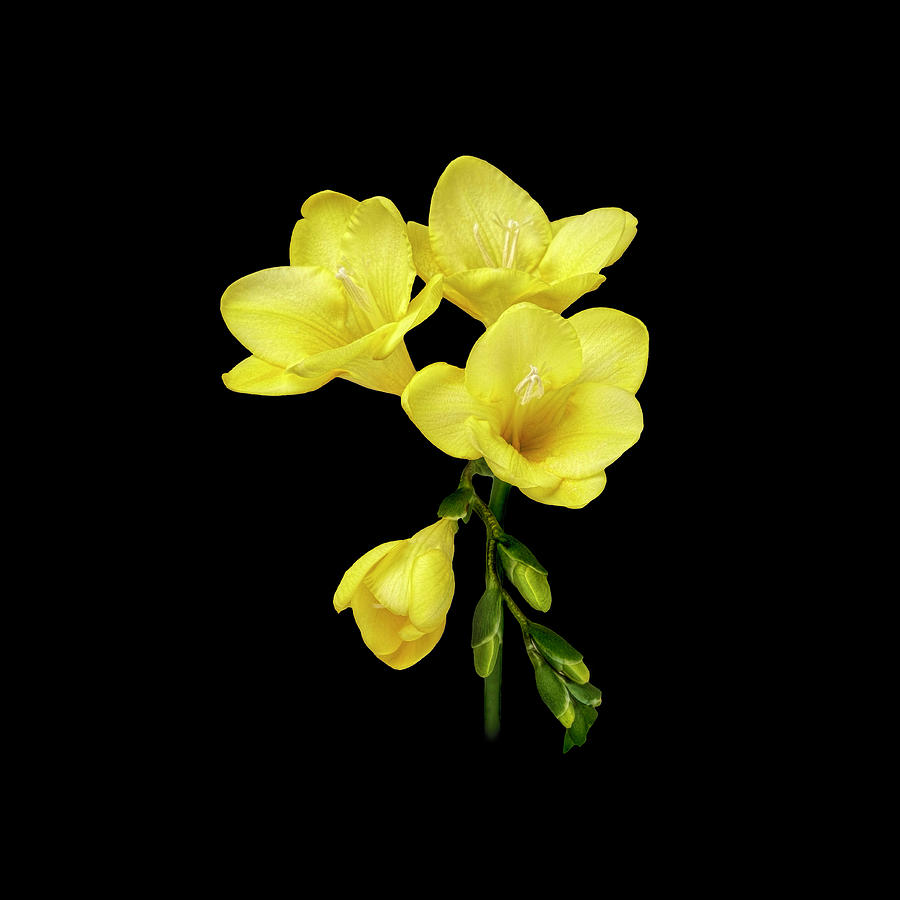 Yellow Freesias Photograph by Michelle Whitmore