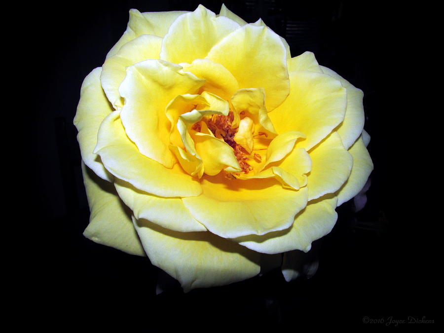 Yellow Friendship Rose 2016 Photograph by Joyce Dickens