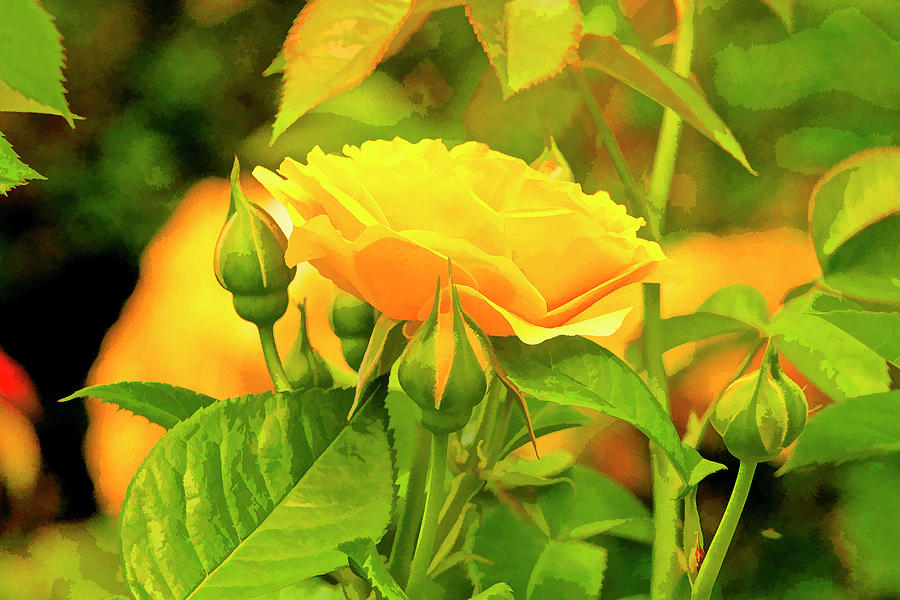 Yellow Friendship Roses Photograph