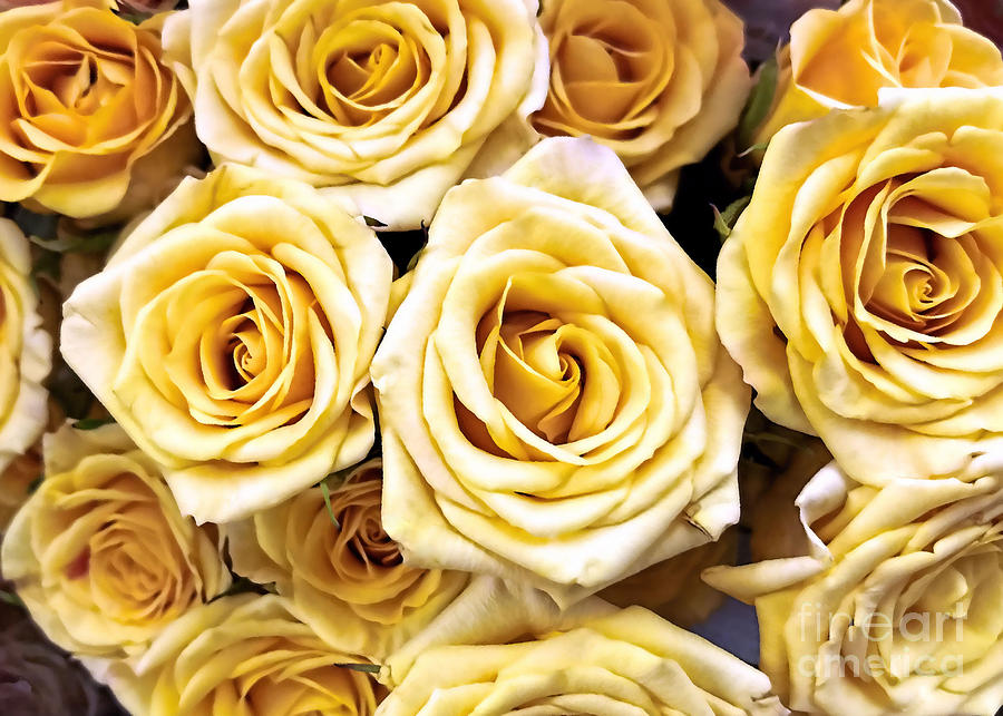 Yellow Friendship Roses  Photograph by Janice Drew